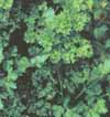 v_parsley.jpg